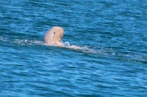 https://cdn.enthralling.eu/wp-content/uploads/2015/09/snubfin-dolphin.jpg