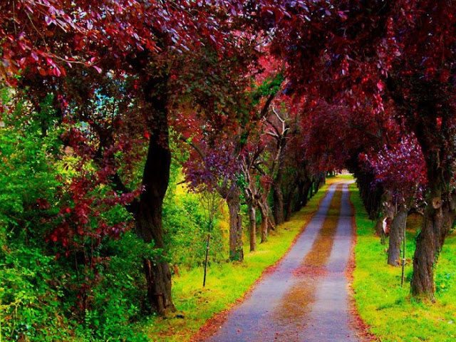 A-Beautiful-Path-Villaviciosa-Asturias-Spain-700x525