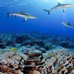 sharks-and-corlas-pitcairn-waters