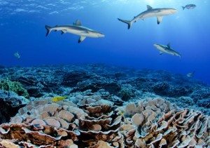 sharks-and-corlas-pitcairn-waters