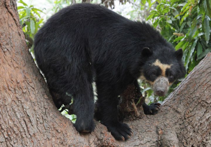 spectacled-bear-quito