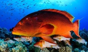 variola-iuti-fish-pitcairn-islands