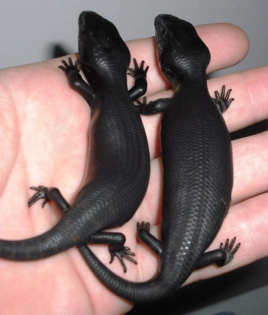 amazing-cool-melanistic-black-animals1