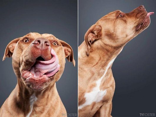 photos-of-dogs-caught-mid-lick-ty-foster1