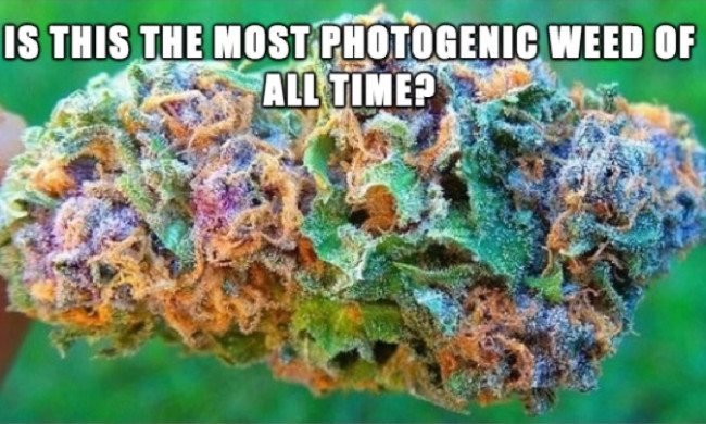 best-damn-photos-photogenic-weed