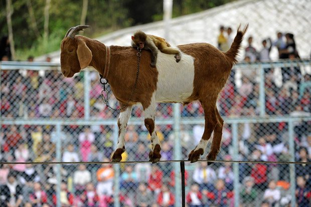 wtf_a_goat_walking_on_a_rope_with_a_monkey_riding_on_its_back