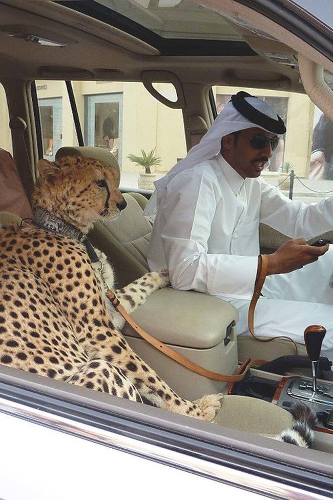 1-crazy-pics-of-dubai-showing-what-money-can-do