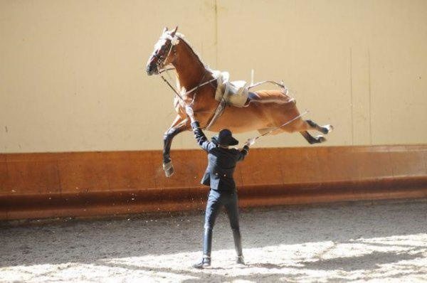 6-horse-rider-perfectly-timed-photo
